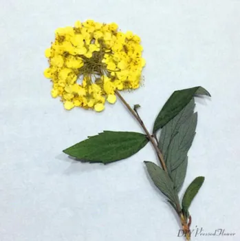 100buc Presate Uscat Narcis Daffadilly Flori Pentru Epoxidică Rășină Pandantiv Colier Bijuterii de Luare de Artizanat DIY Accesorii