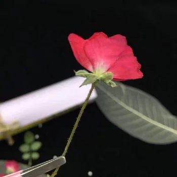 20buc Presat de Trandafir Uscate Flori Plante Pentru Epoxidică Rășină Pandantiv Colier Bijuterii de Luare de Artizanat DIY Accesorii